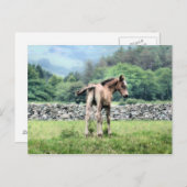 CARTE POSTALE CHEVAUX (Devant / Derrière)