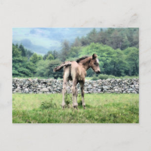 CARTE POSTALE CHEVAUX