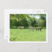 Carte Postale chevaux (Devant / Derrière)