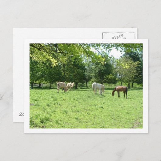 Carte Postale chevaux (Devant / Derrière)