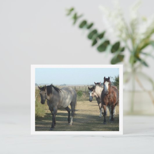 Carte Postale chevaux (Debout devant)