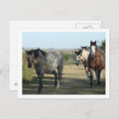 Carte Postale chevaux (Devant / Derrière)