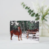 Carte Postale Chevaux (Debout devant)