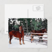 Carte Postale Chevaux (Devant / Derrière)