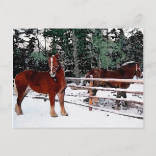 Carte Postale Chevaux