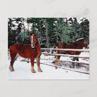 Carte Postale Chevaux