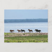 Carte Postale Chevaux (Devant)