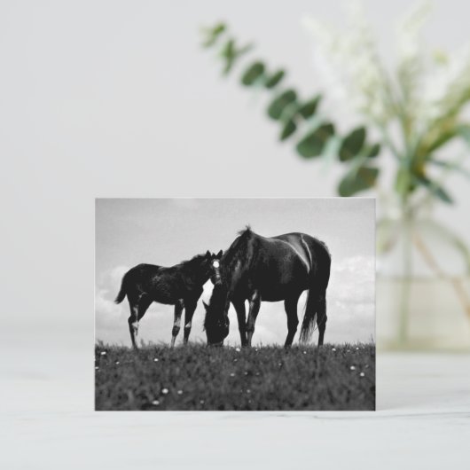 Carte Postale Chevaux (Debout devant)