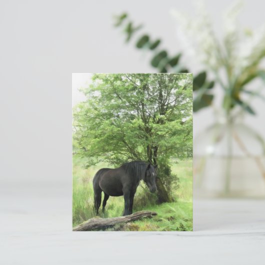 CARTE POSTALE CHEVAUX (Debout devant)