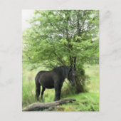 CARTE POSTALE CHEVAUX (Devant)