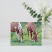 Carte Postale Chevaux (Debout devant)
