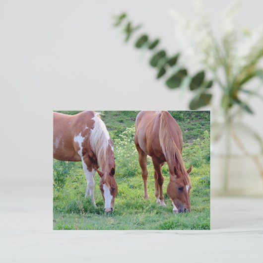 Carte Postale Chevaux (Debout devant)