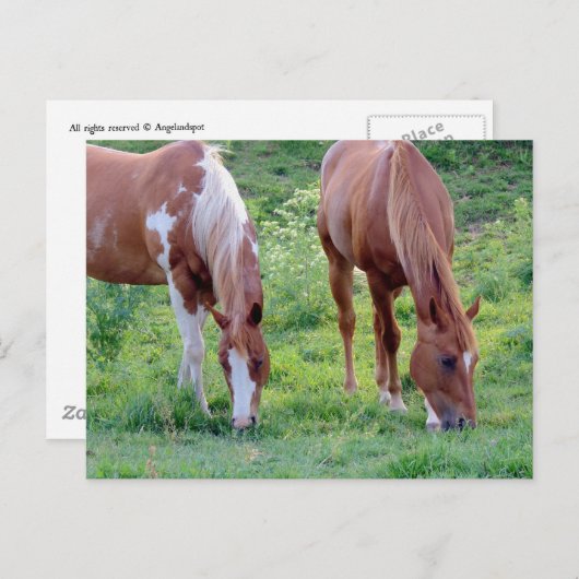 Carte Postale Chevaux (Devant / Derrière)