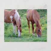 Carte Postale Chevaux (Devant)