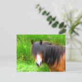 CARTE POSTALE CHEVAUX (Debout devant)