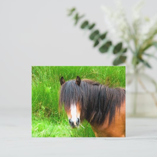 CARTE POSTALE CHEVAUX (Debout devant)