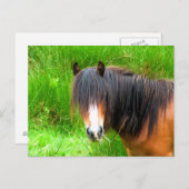 CARTE POSTALE CHEVAUX (Devant / Derrière)