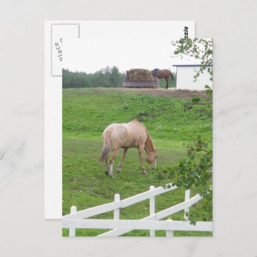 Carte Postale Chevaux (Devant / Derrière)