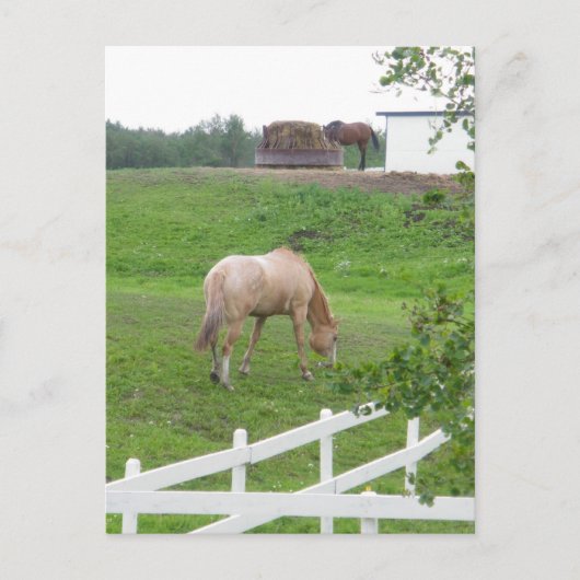 Carte Postale Chevaux (Devant)