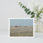 Carte Postale chevaux (Debout devant)