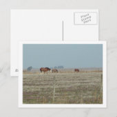 Carte Postale chevaux (Devant / Derrière)