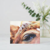 CARTE POSTALE CHEVAUX (Debout devant)