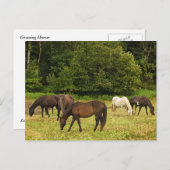Carte Postale Chevaux (Devant / Derrière)
