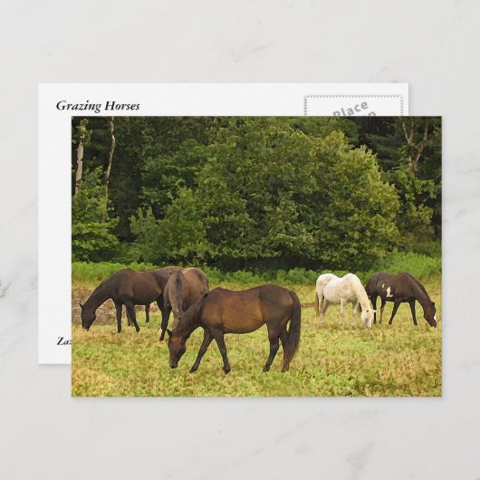 Carte Postale Chevaux (Devant / Derrière)