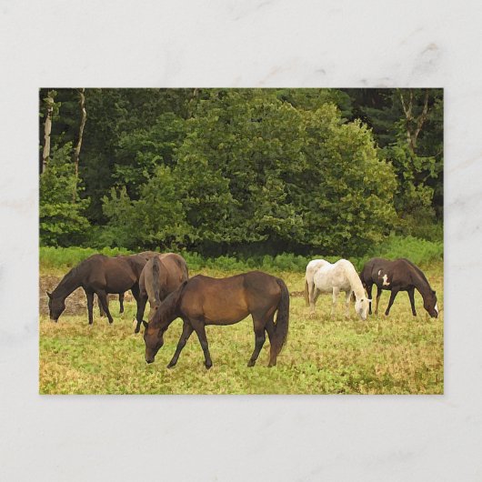 Carte Postale Chevaux (Devant)