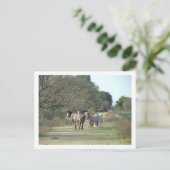Carte Postale chevaux (Debout devant)
