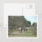 Carte Postale chevaux (Devant / Derrière)