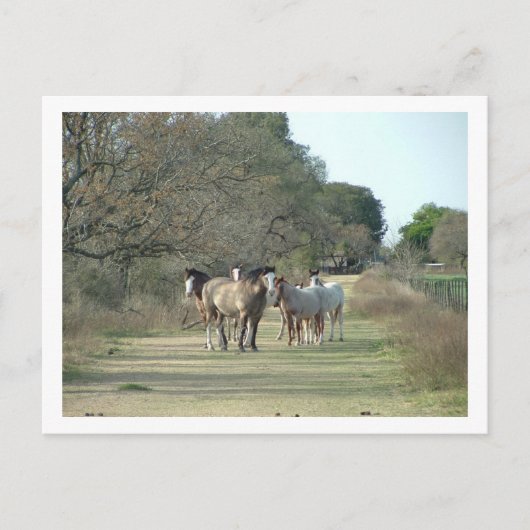 Carte Postale chevaux (Devant)