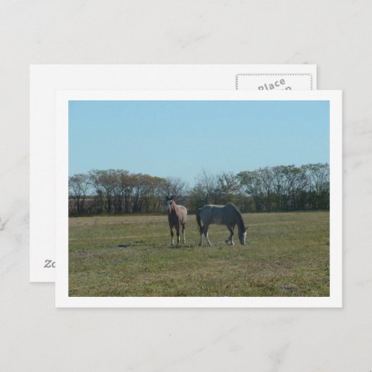 Carte Postale chevaux (Devant / Derrière)