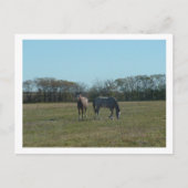 Carte Postale chevaux (Devant)