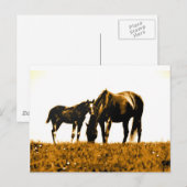 Carte Postale Chevaux (Devant / Derrière)