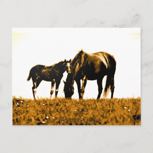 Carte Postale Chevaux (Devant)