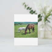 Carte Postale Chevaux (Debout devant)