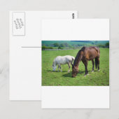 Carte Postale Chevaux (Devant / Derrière)
