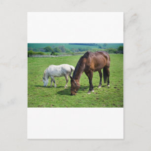 Carte Postale Chevaux