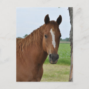 Carte Postale Chevaux