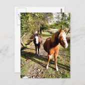 CARTE POSTALE CHEVAUX (Devant / Derrière)