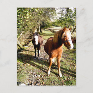 CARTE POSTALE CHEVAUX