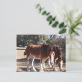 Carte Postale Chevaux (Debout devant)