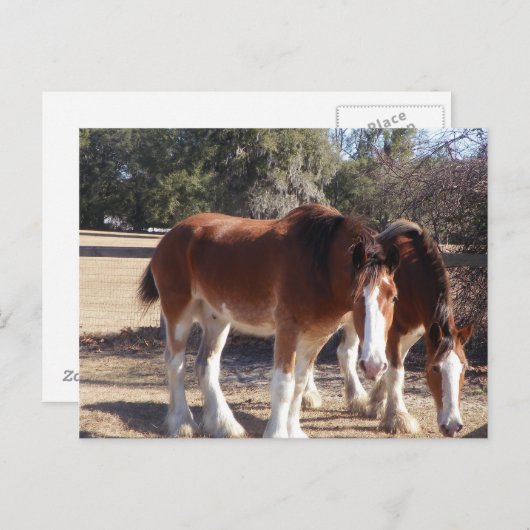 Carte Postale Chevaux (Devant / Derrière)