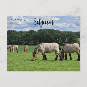 Carte Postale Chevaux à Durbuy Belgique