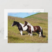Carte Postale Chevaux à flanc de colline (Devant / Derrière)