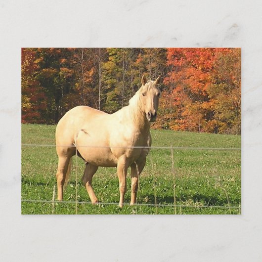 Carte Postale Chevaux à l'automne (Devant)