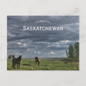 Carte Postale Chevaux à Mortlach Saskatchewan Canada (Devant)