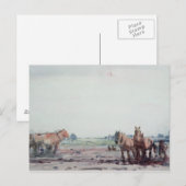Carte Postale Chevaux à poils (Devant / Derrière)