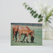 CARTE POSTALE CHEVAUX AMICAUX (Debout devant)